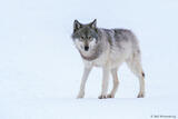 Grey Wolf In Snow