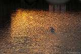 Kayaking on Arno River