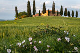 Roses and House in Tuscany