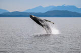 Humpback Whale Breaching #1