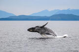 Humpback Whale Breaching #2