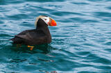 Glacier Bay Puffin
