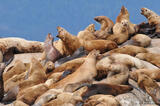 Marble Island Sea Lions