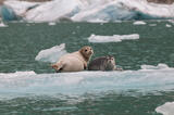 Seals on Iceberg