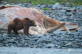 Grizzly and Whale Carcass #1