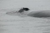Humpbacks's Blowhole