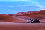 Camels Resting in Sahara