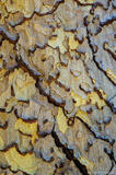 Puzzle Bark