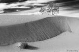 Dune and Bushes