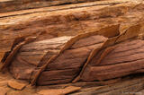 Fins of Sandstone