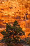Pine and Canyon Wall