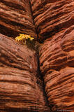 Plant in Sandstone Crack