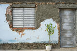 Peeling Wall and Cactus