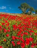 Red Poppies in Field in Spain