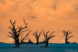 Dead Trees in Sossuvlei #1