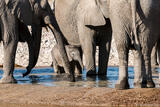 Baby Elephant and Family