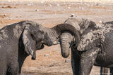 Trunk Tussell