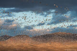 Snow Geese at Bosque del Apache