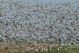 Snow Geese Lifting Off