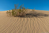 Dune and Emerging Bush