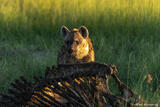 Hyena and Ribs