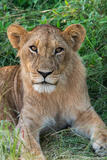 Lion At Rest