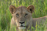 Lion In Grass