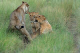 Sibling Squabble