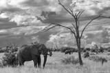 Elephant and Dead Tree