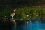 Grey Heron in Pond