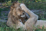 Lion Hitting Forehead of Mate