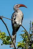Red-billed Hornbill on Branch