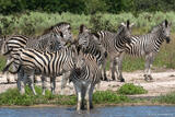 Zebras by Water