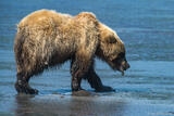 Grizzley With Clam in Mouth