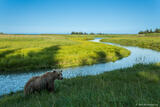 Grizzly By Inlet