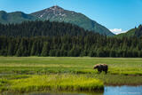 Grizzly By Meadow Pond and Mountain