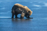 Grizzly Digging for Clams
