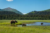 Grizzly With Cubs in Meadow Pond