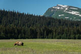 Grizzly in Meadow and Mountain