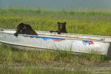 Grizzly Cubs Playing in Boat