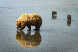 Grizzly Family Clamming