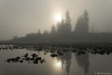 Sunrise Over Water Lilly Pond