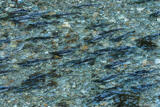 Salmon in Stream