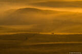 Deer at Dawn