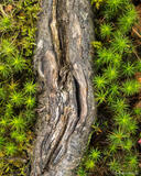 Moss and Dead Branch