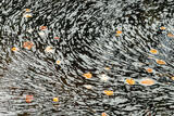Foam and Leaves