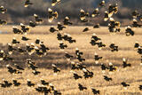 Backlit Female Red-winged Blackbirds