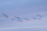 Birds In Flight