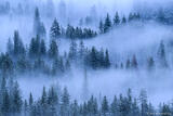 Fog In Forest