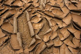Curled Mud
